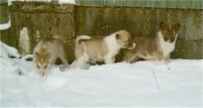 Three Greenland puppies are standing in snow in front of a cement wall