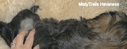 Close Up - A Havanese puppy is sprawled out on a rug. There is a person touching the puppy parting the dogs hair with their fingers.