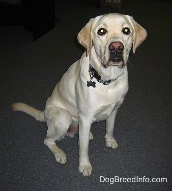 Front view - A large breed yellow Labrador Retriever is sitting on a gray carpet looking up.