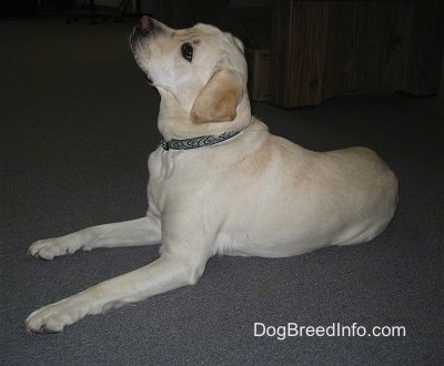 A yellow Labrador Retriever is laying on a gray carpet and looking up.