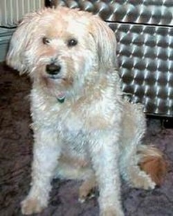 Flocke the cream Hollandse Smoushond dog is sitting in front of a shiny metal chair