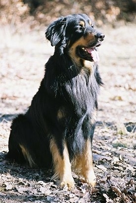 A black with tan Hovawart is sitting in a pile of dried fallen brown leaves. Its mouth is open and tongue is out and it is looking happy.