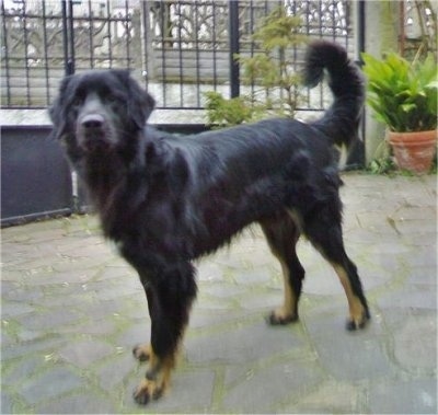 A black with tan Hovawart is standing in a flag stone driveway and there is a gate behind it