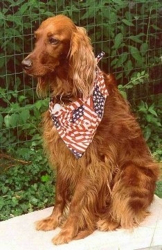 A red Irish Setter is wearing an american flag bandana sitting on a white surface out in a yard with a wire fence behind it