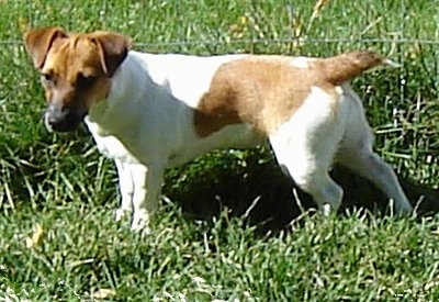 Side view - A white with tan Jack Russell Terrier is standing in grass with a wire fence behind it