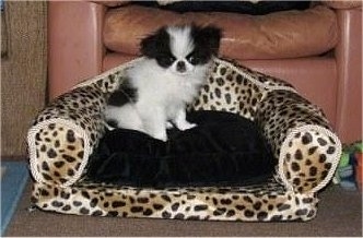 A white with black Japanese Chin Puppy is sitting on a cheetah print dog bed in front of a brown leather chair.