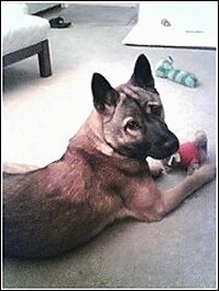 A tan with white Jindo is laying on a carpet. There is a toy in its front paws. It is looking to the left of it