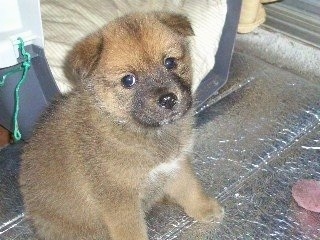 A tiny brown with black and white Jindo Puppy is sitting on an aluminum surface with a dog carrying crate behind it.