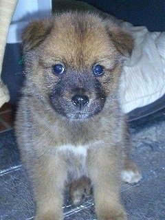 Close Up - A brown with black and white Jindo Puppy is sitting on an aluminum surface. There is a dog carrying crate behind it