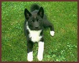 A black and white Karelian Bear puppy is laying in grass and looking up