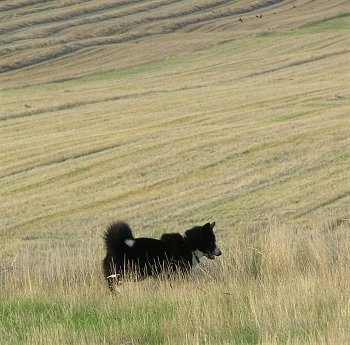 A black and white Karelian Bear Dog is standing in tall grass in a big field. Behind it is a mowed hillside