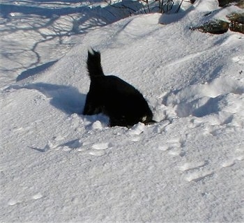 A black and white Karelian Bear Dog is digging a hole in the snow with its head down into the hole.