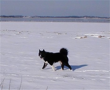 A black and white Karelian Bear Dog is walking across a snowy landscape with water in the background