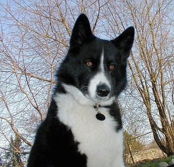A black and white Karelian Bear Dog is sitting in grass. There are trees without leaves and a sky in the background