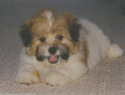 A happy looking white, tan with black Kimola puppy is laying on a tan carpet. Its mouth is open and tongue is out