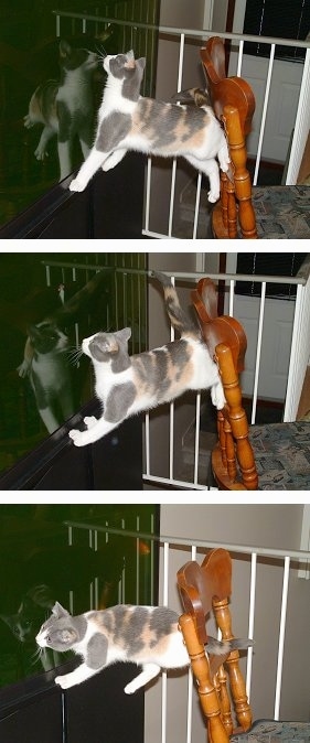 In a series of photos Chi-Chi the kitten is trying to use a chair to get the fish in an aquarium