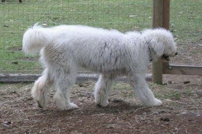 A white Komondor is walking to the right across dirt in front of a wire fence.