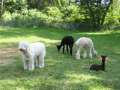 Karma the Komondor at 8 months with the herd of alpacas out in a grassy field with a wire fence and medal gate in the distance. Beyond the gate is a wooded area.