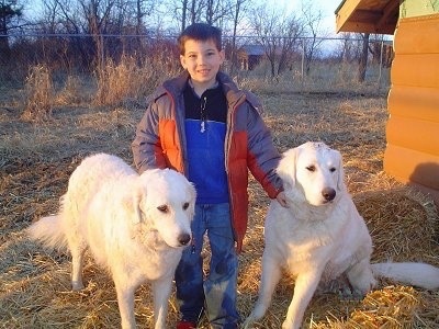 A boy is standing in grass in-between a sitting and standing large white Kuvasz dog next to a brown dog house with a chain link fence in the distance.