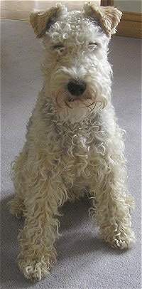 Dylan the Lakeland Terrier at about 22 months