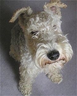 View from the top looking down - A wavy-coated tan Lakeland Terrier is sitting on a carpet and looking up.