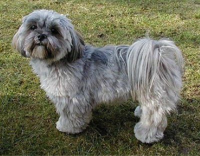 Side view - A grey Lhasa Apso is standing in grass and looking up and to the left.