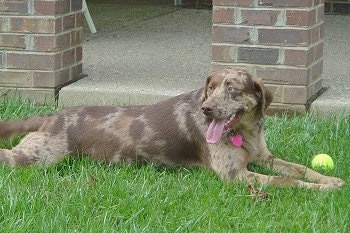 Side view - A merle Louisiana Catahoula Leopard Dog is laying out in grass next to a porch that has brick pillars. There is a green tennis ball in front of it. The dog is looking to the right of its body. Its mouth is open and tongue is out.