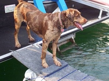 Sadie the Louisiana Catahoula Leopard Dog is standing on a boat with its mouth open and tongue out