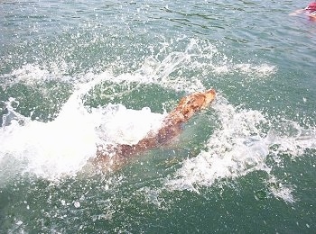 Saide the Louisiana Catahoula Leopard Dog is swimming in a body of green water