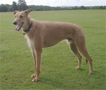 A tall brown dog standing out in a field of grass with its mounth open and tongue hanging out