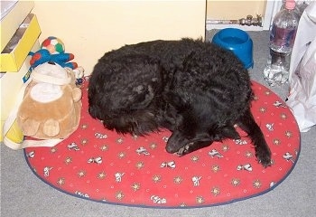 A black Mudi is sleeping curled up on its red dog bed. There is a teddy bear toy next to it.