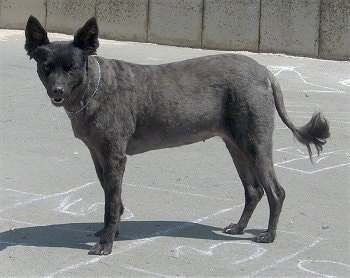 Side view - A shaved grey Mudi is standing in a parking lot on top of a hopscotch chalked area.
