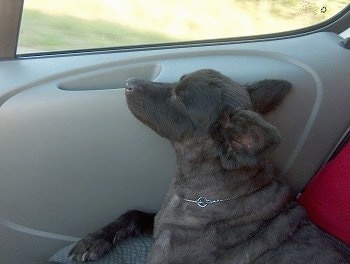 A black Mudi is laying in the lap of a person in the passenger seat of a vehicle. The dog is looking out of the window.