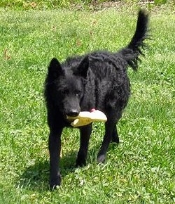 Front view - A black Mudi is walking down grass and there is a toy in its mouth.