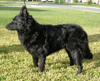 Left Profile - A black Mudi is standing in grass looking forward.