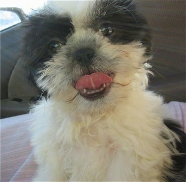 Close up view from the front - A white with black Mal-Shi puppy is sitting on a pink blanket in a vehicle. Its mouth is open and its tongue is curled.