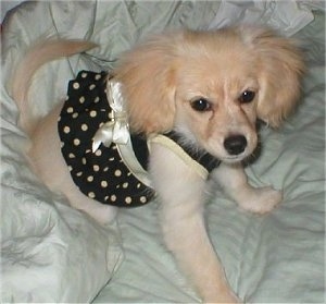 A fluffy looking tan with cream Malchi puppy is wearing a black and gold polka dot dress and sitting on a bed that has a mint green blanket on it.