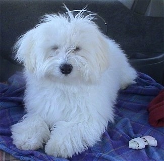 View from the front - A fluffy, muppet-looking, longhaired white Maltichon dog is laying on a blue blanket in the backseat of a car with a rawhide bone next to it.