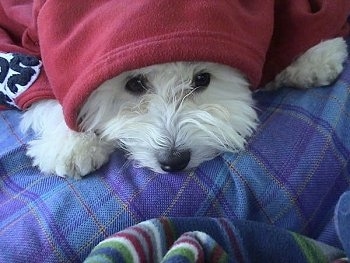 A longhaired white Maltichon is laying down on a blue blanket with a red blanket covering the top of its head. Its paws and eyes are peeking out.