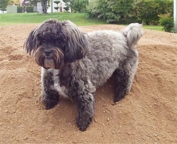 Elvis, the adorable Maltipoo