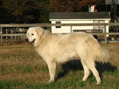 beau  the maremma sheepdog at