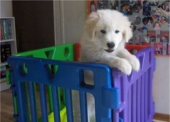 A furry, white Maremma Sheepdog is jumped up at the purple side of the inside of a plastic cube enclosure inside of a house. The other sides are red, green and blue.