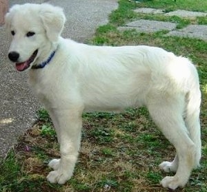 Side view - A white Maremma Sheepdog is standing in grass in front of a driveway. Its mouth is open and tongue is out. There is a flagstone walkway next to it.