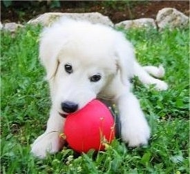 View from the front - A white Maremma Sheepdog is laying in grass and chewing on a big red ball.