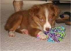 A red with white Miniature Australian Shepherd is laying on a tan carpet with a colorful ribbon shaker in front of it and a pair of brown sandles behind it.