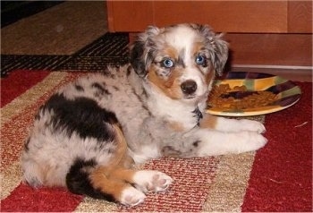 A merle grey with black, tan and white Miniature Australian Shepherd puppy is laying on a rug with a plate of food next to it.