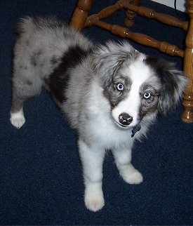 A blue-eyed, merle grey with black and white Miniature Australian Shepherd puppy is standing on a royal-blue carpet with a wooden chair behind it.