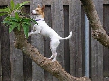A white with tan Miniature Fox Terrier is standing up on the top of a tree limb with a wooden privacy fence behind it.