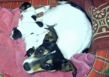 A tricolor white with black and tan Miniature Fox Terrier is laying in a dog bed next to a pink blanket with a litter of puppies next to it.