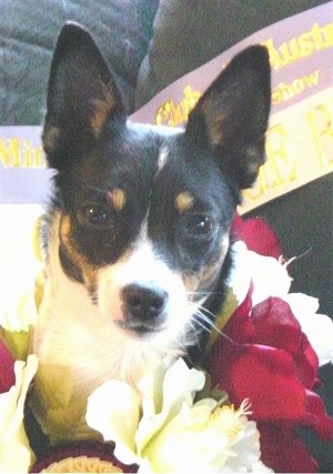 Front view head shot - A tricolor white with black and tan Miniature Fox Terrier is laying on a couch surrounded by red and white flowers with a sash behind it.